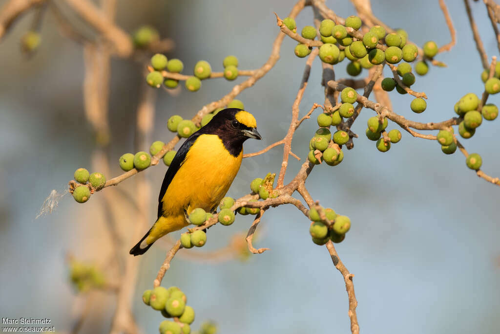 Purple-throated Euphonia male adult, habitat, pigmentation