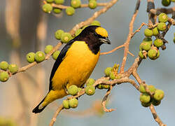 Purple-throated Euphonia