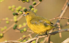 Purple-throated Euphonia