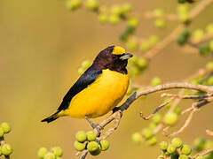 Purple-throated Euphonia