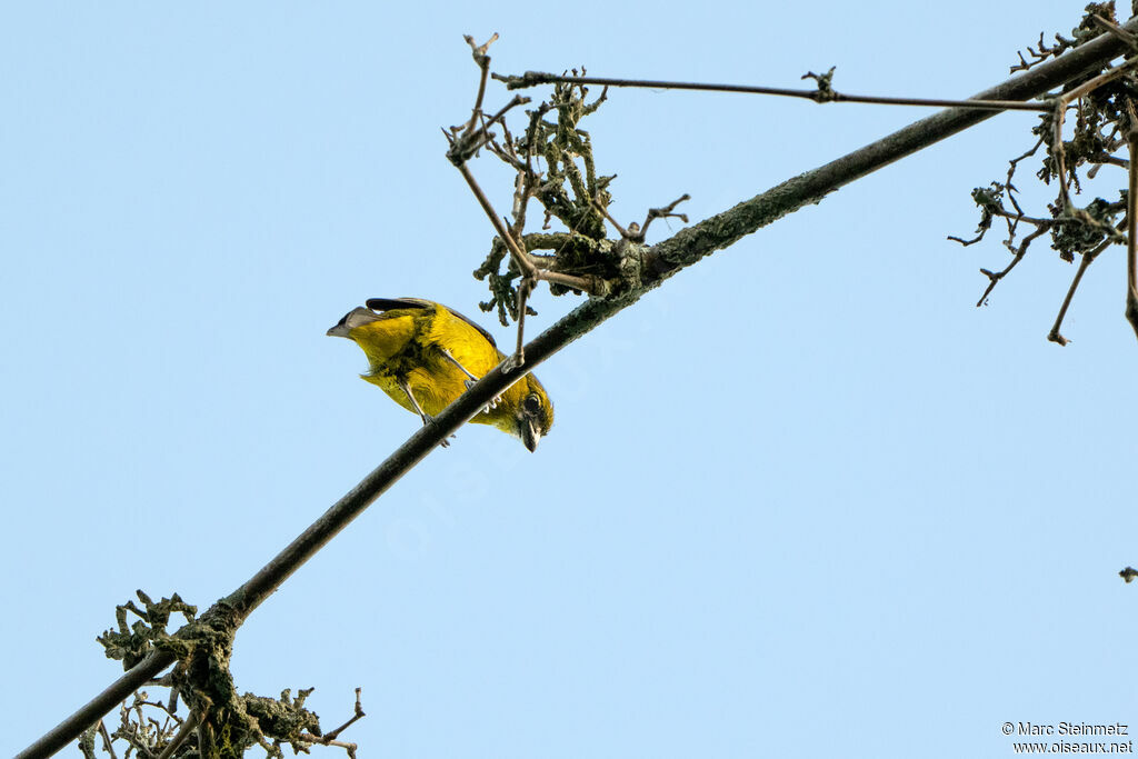 White-lored Euphonia