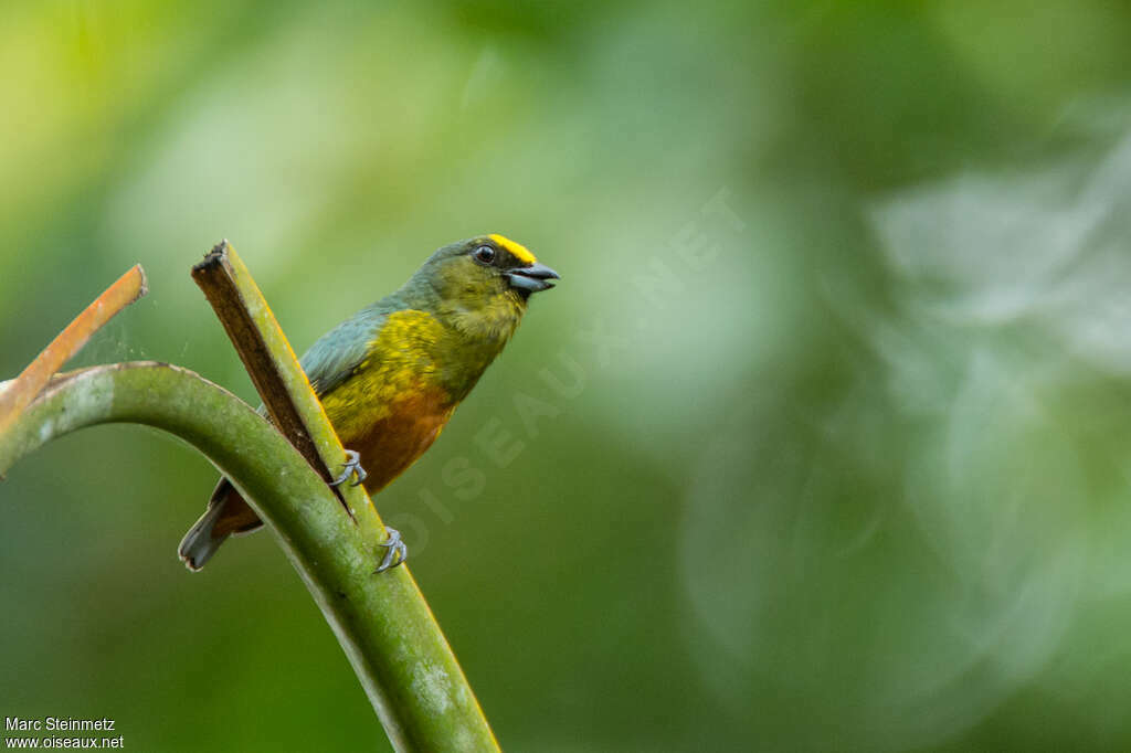 Olive-backed Euphonia male adult, identification