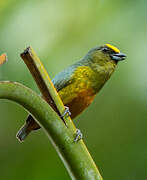 Olive-backed Euphonia