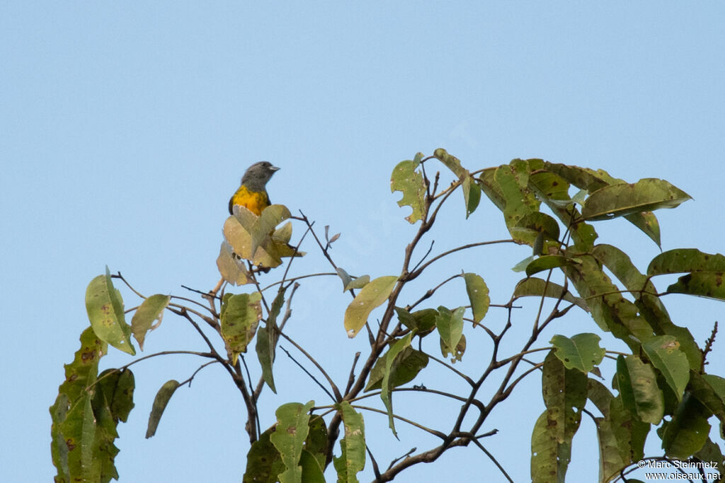 Plumbeous Euphonia