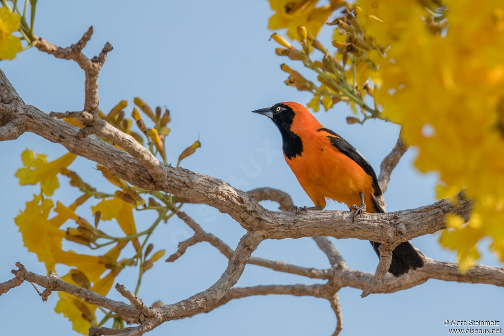 Orange-backed Troupial