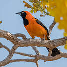 Oriole à dos orange