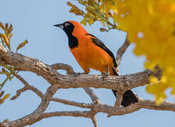 Orange-backed Troupial