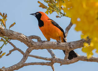 Oriole à dos orange