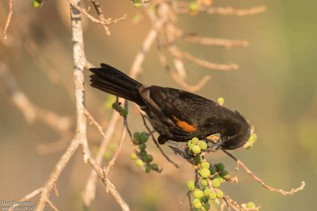 Oriole à galonsadulte, mange