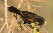 Oriole à galons