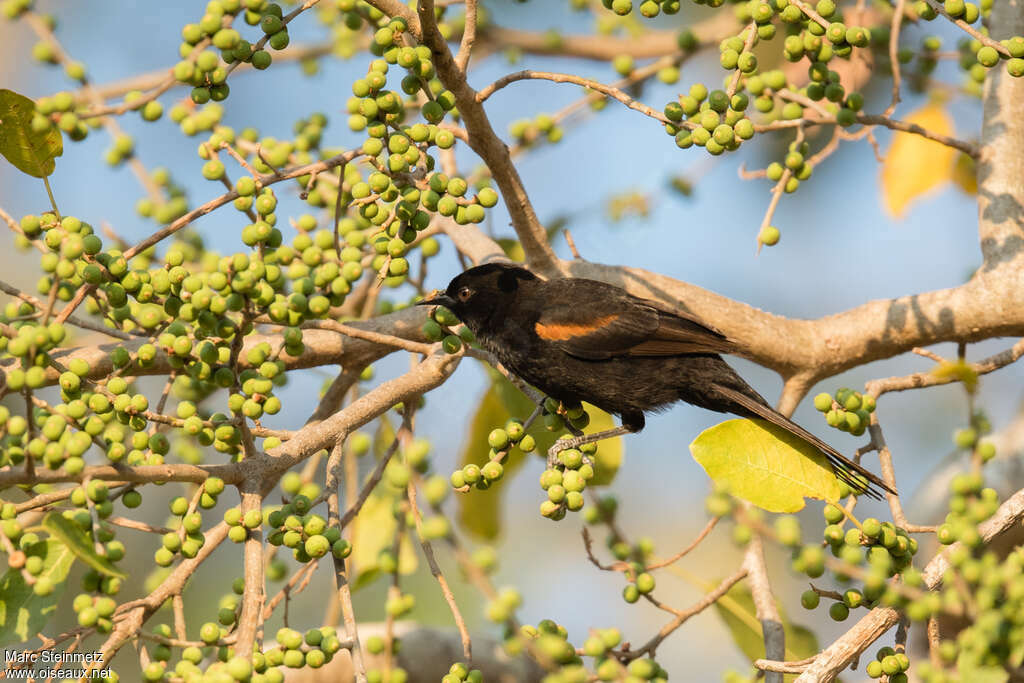 Variable Orioleadult, habitat, pigmentation, feeding habits