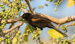 Oriole à galons