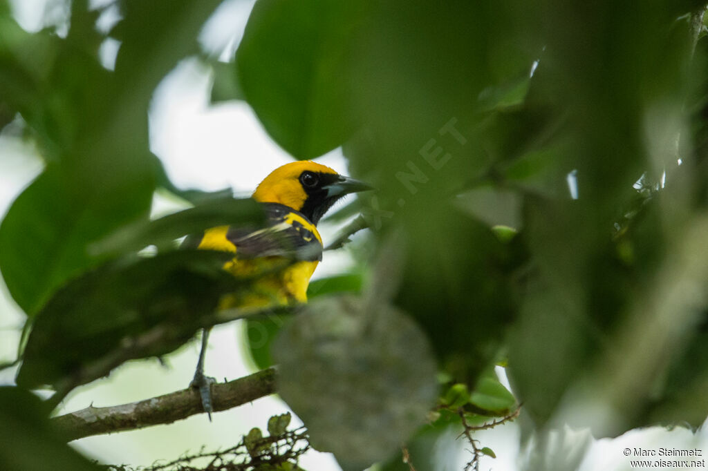 Oriole à queue jaune