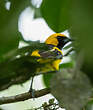 Oriole à queue jaune