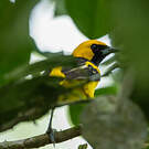 Oriole à queue jaune