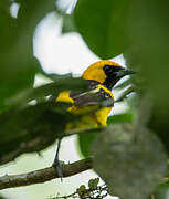 Oriole à queue jaune