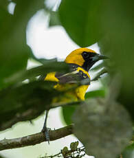 Oriole à queue jaune