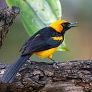 Oriole à tête d'or