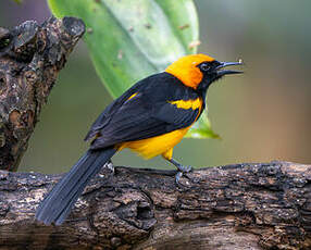 Oriole à tête d'or