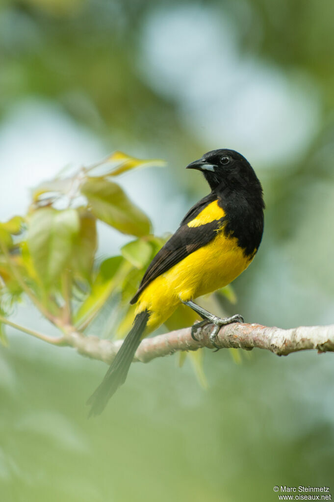 Black-cowled Oriole male adult