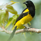 Oriole monacal