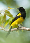 Black-cowled Oriole