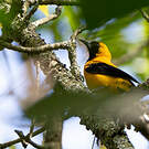 Oriole noir et or