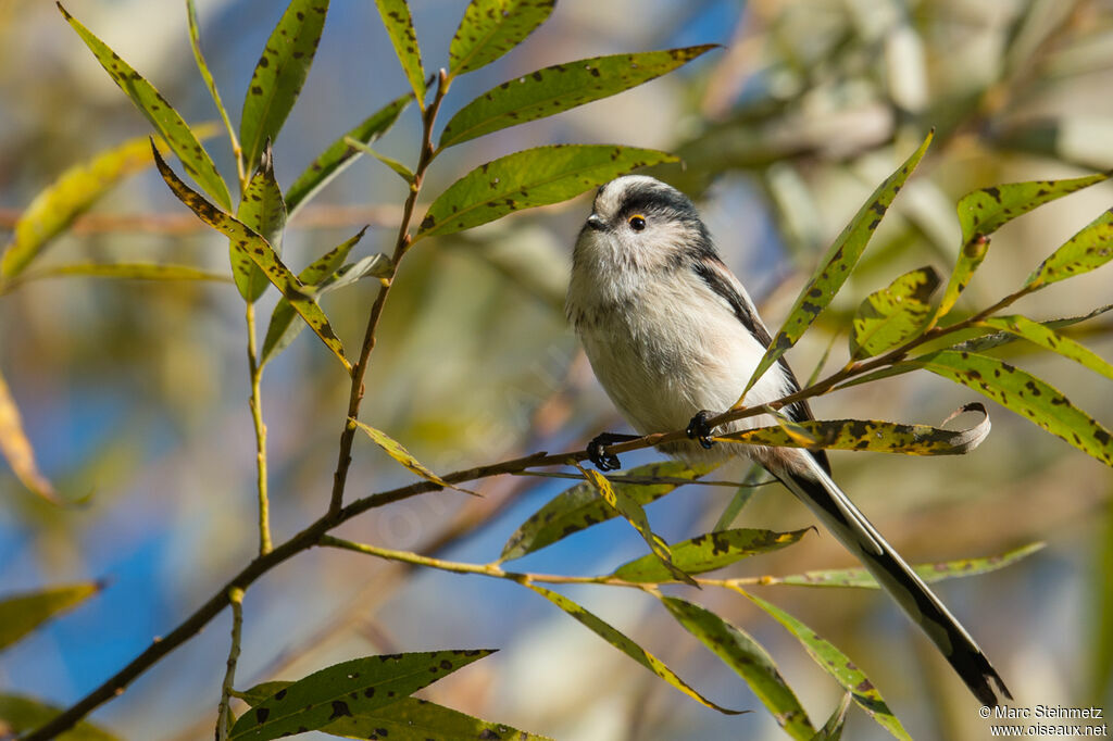 Long-tailed Tit