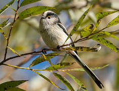 Long-tailed Tit