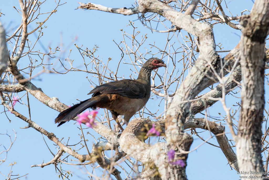 Ortalide du Chaco