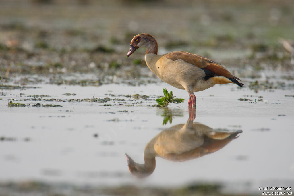 Egyptian Goose