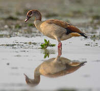 Egyptian Goose