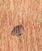 Black-bellied Bustard