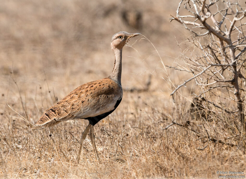 Savile's Bustard