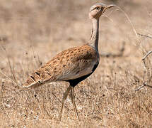 Savile's Bustard