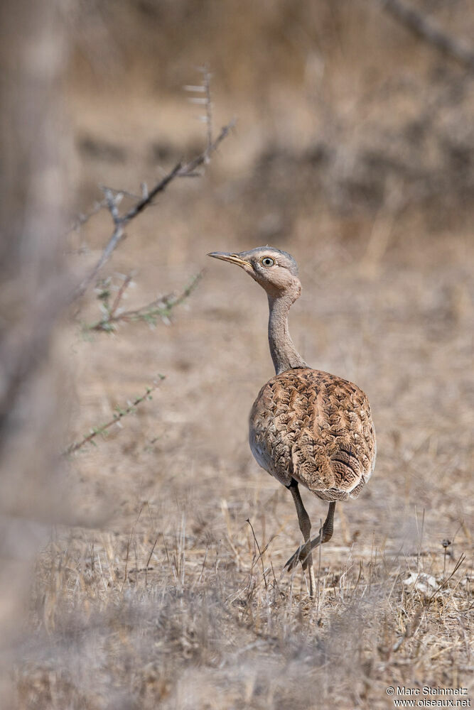 Savile's Bustard