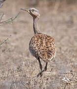 Savile's Bustard