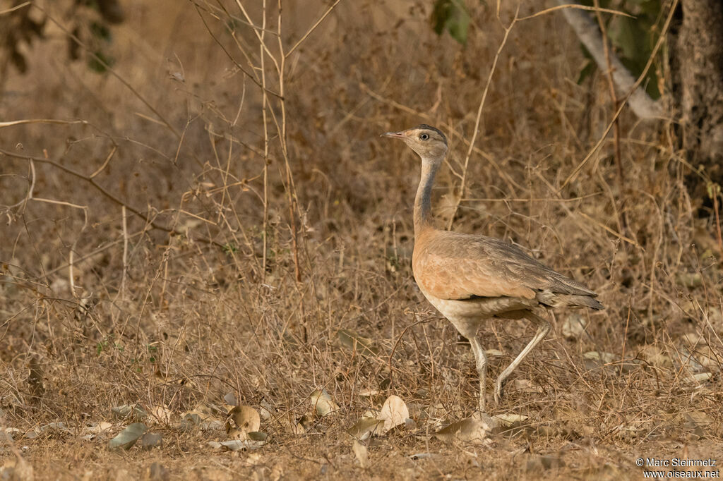 White-bellied Bustard