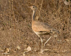 White-bellied Bustard