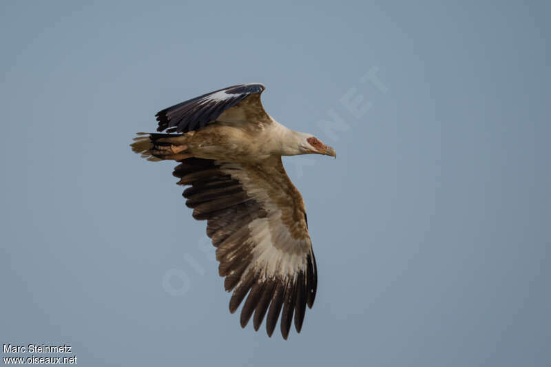 Palm-nut VultureThird  year, Flight