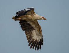 Palm-nut Vulture