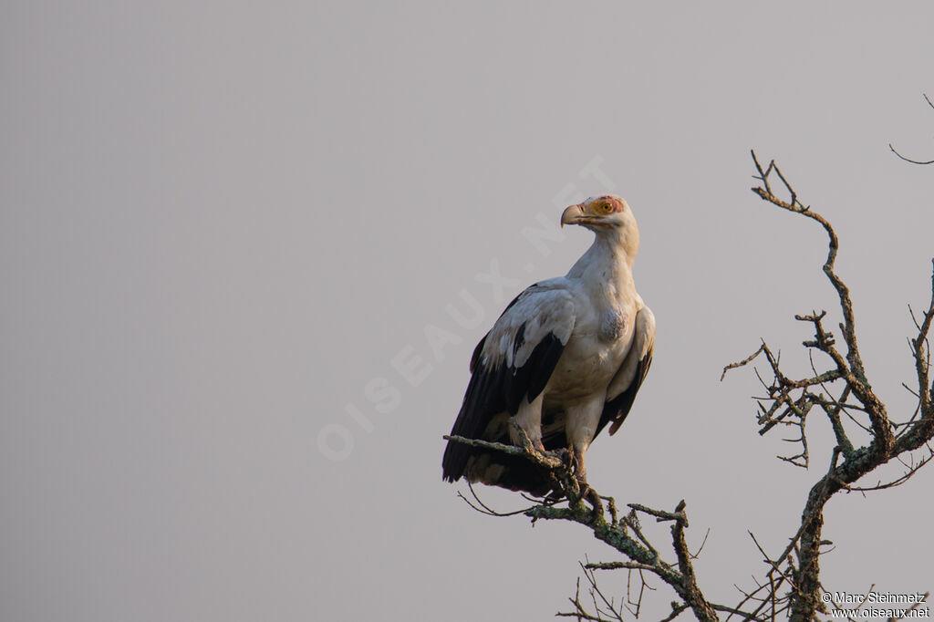 Palm-nut Vulture