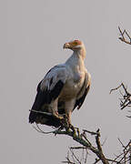 Palm-nut Vulture