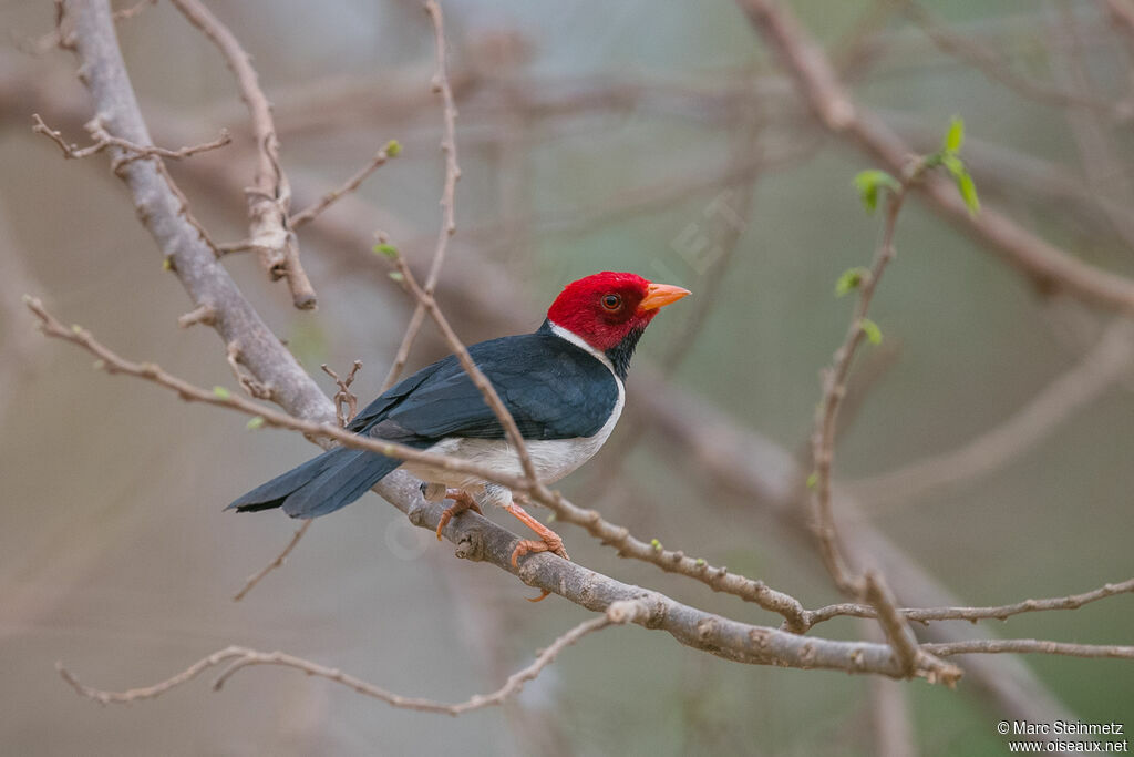 Yellow-billed Cardinal