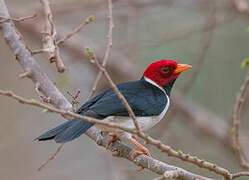 Yellow-billed Cardinal