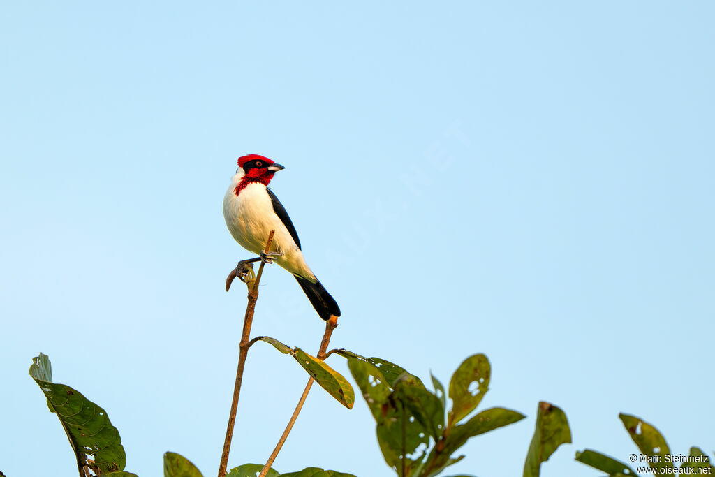 Masked Cardinal