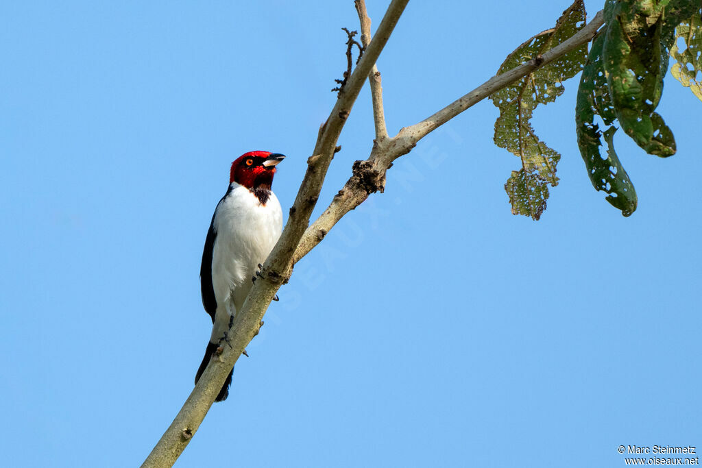 Red-capped Cardinal