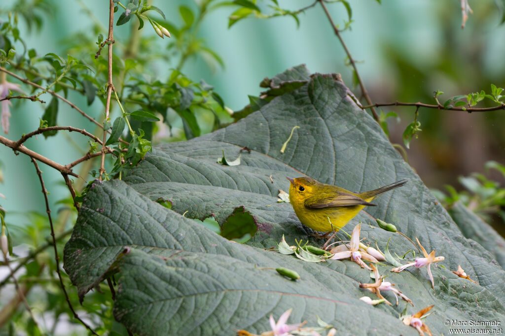 Wilson's Warbler
