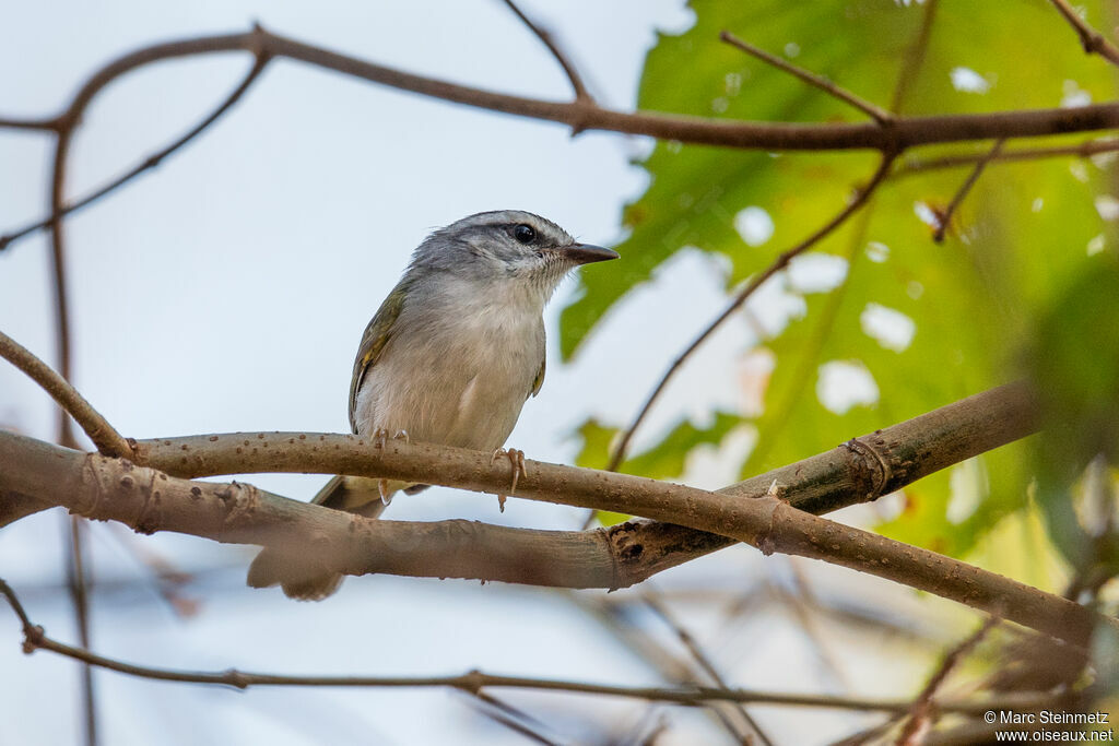 Paruline à couronne dorée