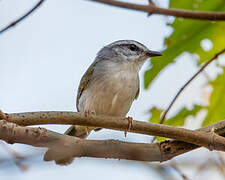 Golden-crowned Warbler